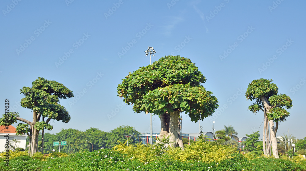 Fototapeta premium Beautiful bonsai Tree in the garden