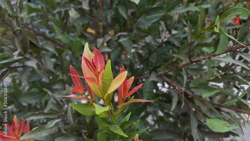 Obraz premium Australian rose apple are growing in foreground and blurred background of many plants in the garden