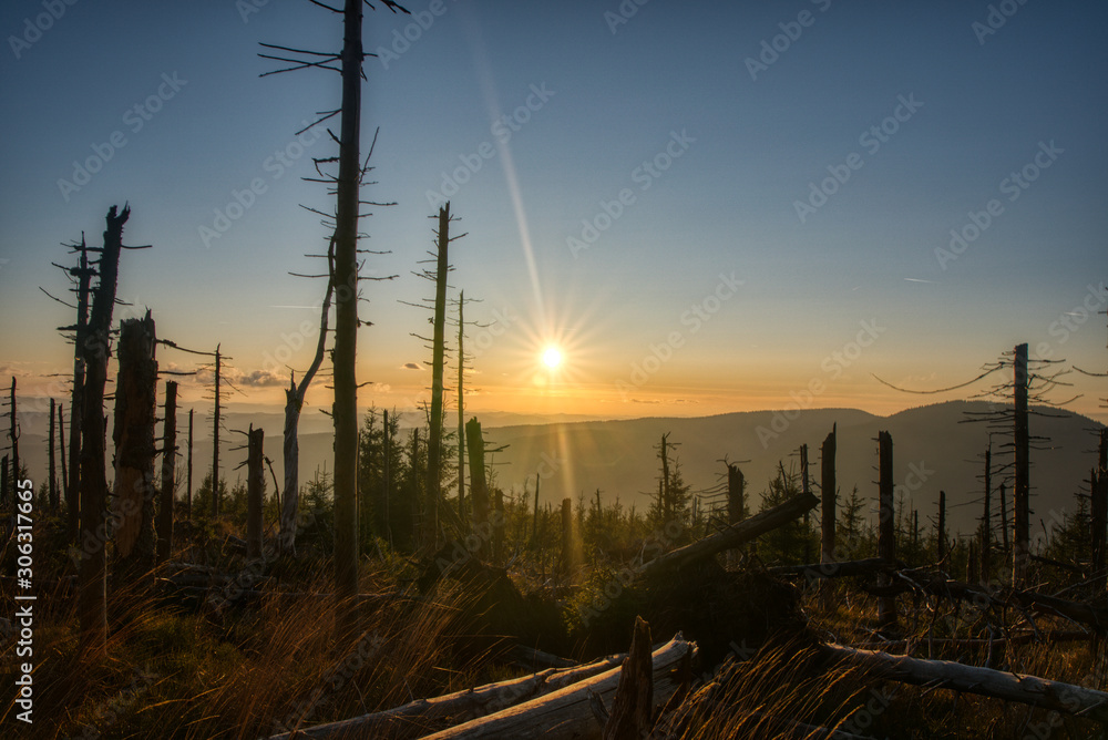 sunset in the mountains with few old trees , czech , beskydy , smrk