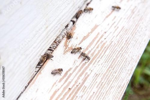 Plenty of bees at the entrance of white beehive in apiary..