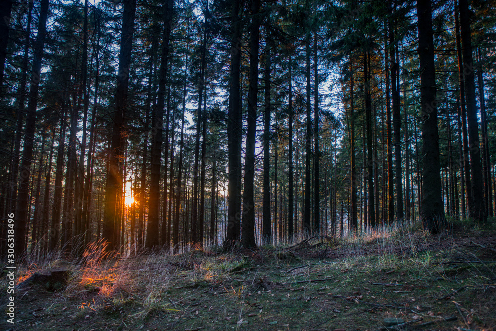 Fototapeta premium sunset over spruce forest in mountains in autumn , czech