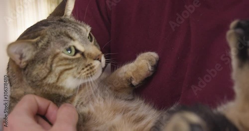 Close Up - A cat is caudled and held like a baby while being pet and stroked affectionately - shot on RED photo