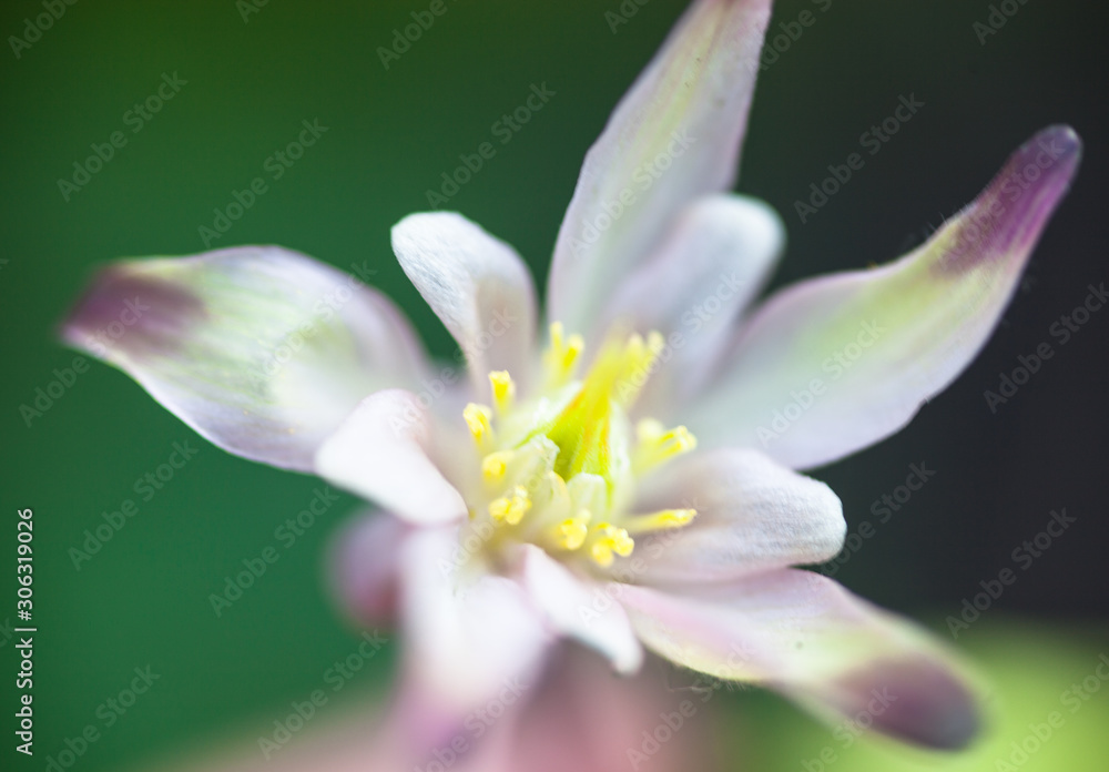 Fototapeta premium Tender pink spring flower