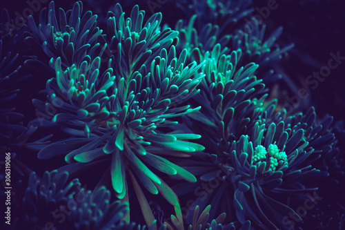 Photography deep blue bloom plants