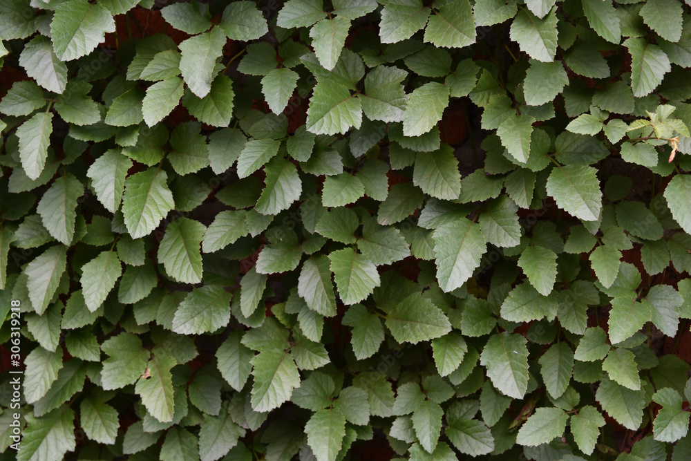 Green leaves pattern background, Natural background and wallpaper Green leaves pattern background, Natural background and wallpaper
