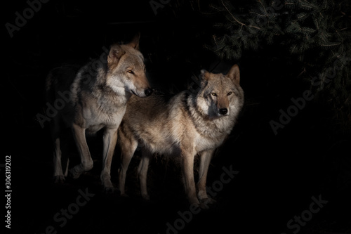  pair of wolves male and female in the darkness of the fox  black background bushes in the background is night.