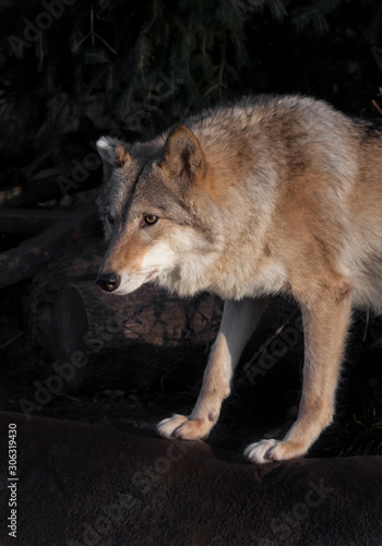 she-wolf female beautifully lit by the setting sun  a beast in profile.