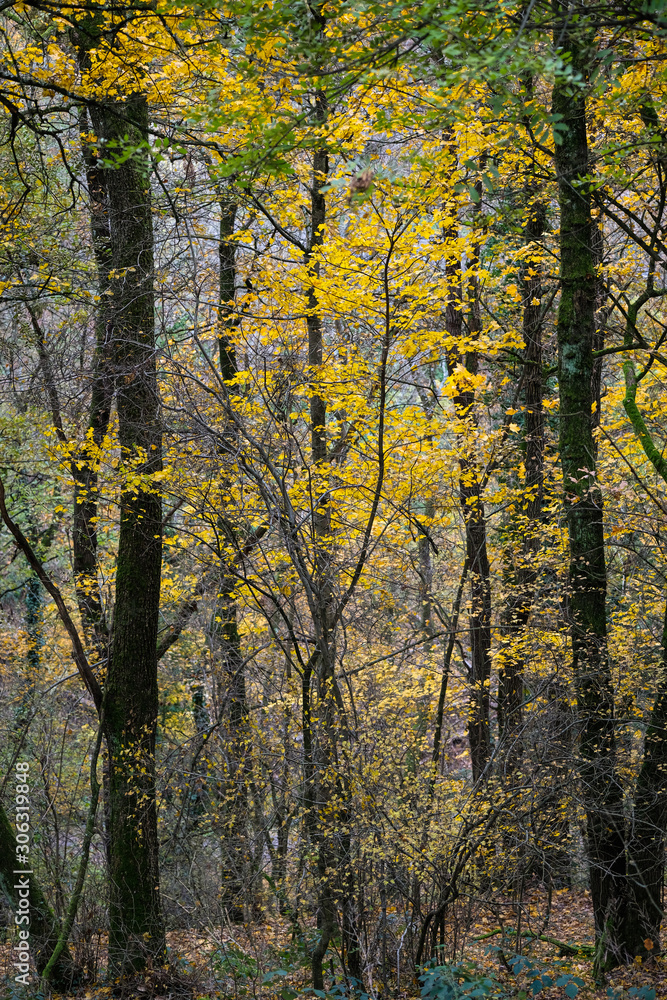 Forêt en automne