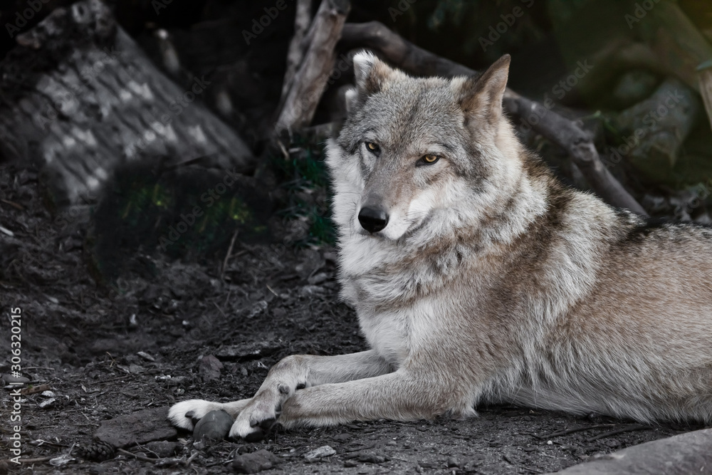 Watching. wolf female lies beautifully on the ground, imposingly lies. Powerful graceful animal in the forest in autumn, Half turn. Watching. wolf female lies beautifully on the ground, imposingly lies. Powerful graceful animal in the forest in autumn, Half turn.