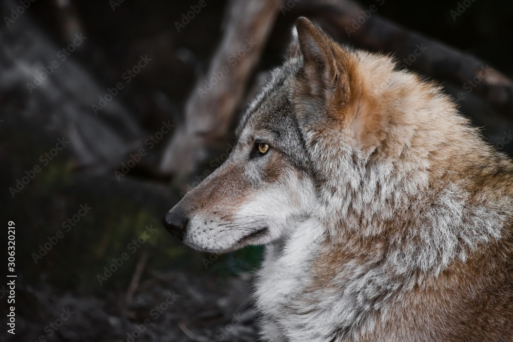 head in profile.wolf female lies beautifully on the ground, imposingly lies. Powerful graceful animal in the forest in autumn, head in profile.wolf female lies beautifully on the ground, imposingly lies. Powerful graceful animal in the forest in autumn,