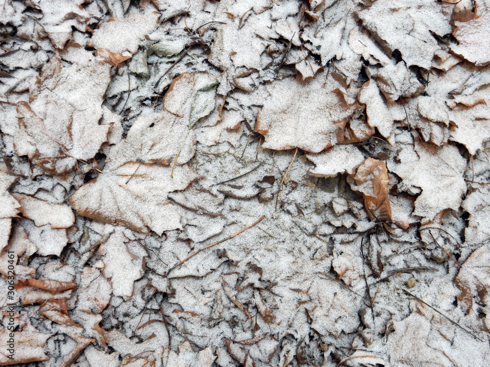 Autumn fallen snowy leaves background Autumn fallen snowy leaves background
