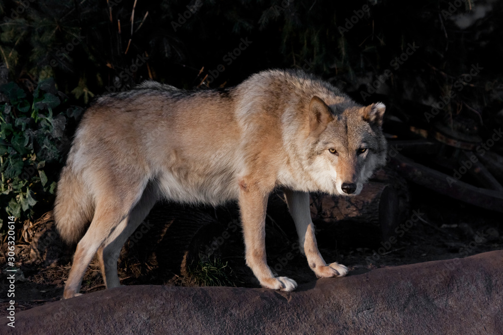 she-wolf female beautifully lit by the setting sun, a beast in profile.