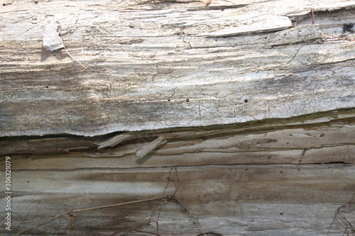 Wood without bark, close-up