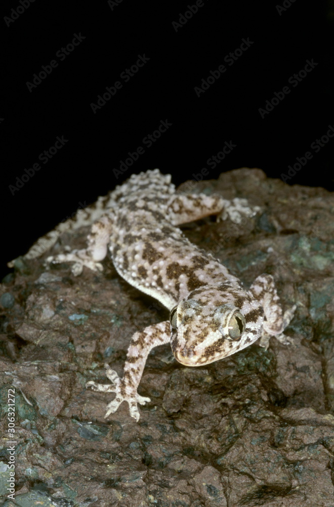 Naklejka premium Hemidactylus brooki. This is one of the common geckos found in India under rocks and occasionally in houses.