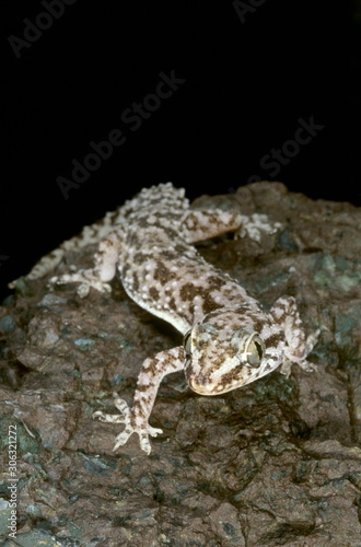 Hemidactylus brooki. This is one of the common geckos found in India under rocks and occasionally in houses.