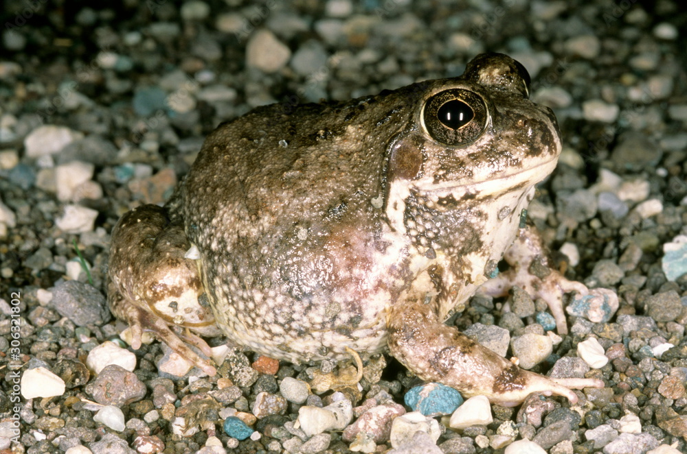 Sphaerotheca breviceps. this frog is also called the short headed burrowing frog. Sphaerotheca breviceps. this frog is also called the short headed burrowing frog.