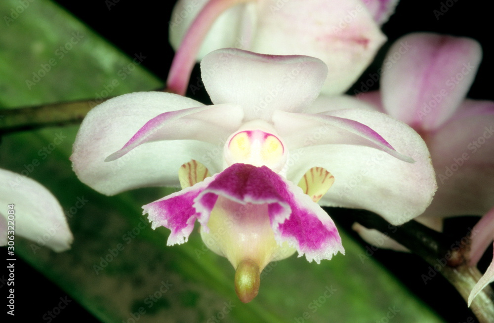 Aerides crispum, Curled Aerides. An epiphytic orchid with fragrant flowers found in the Western Ghats. Aerides crispum, Curled Aerides. An epiphytic orchid with fragrant flowers found in the Western Ghats.