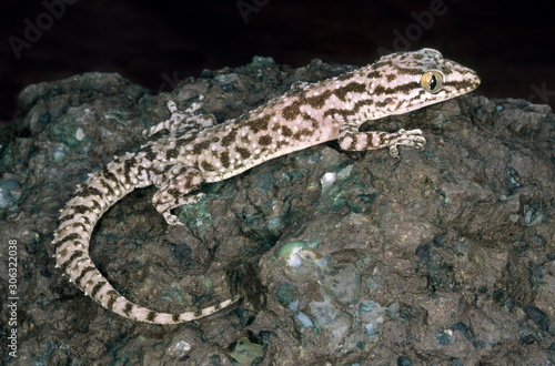 Hemidactylus brooki. This is one of the common geckos found in India under rocks and occasionally in houses. Also called the Brooks gecko