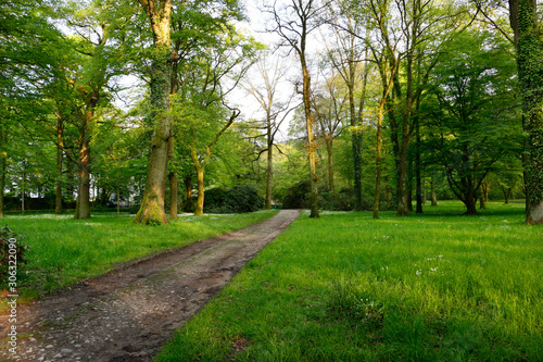 A fresh, green park with large oak trees, a small road and flowers in the spring