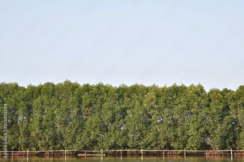 Mangrove tree in tropical rain forest sunny day blue sky environmental concept