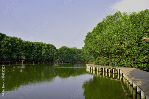 Mangrove tree in tropical rain forest sunny day blue sky environmental concept