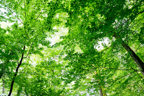 Fresh green leaves in the spring in a beech forest