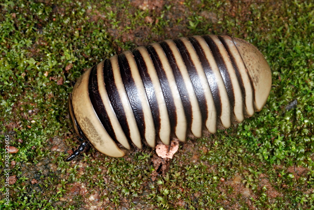 A pill millipede which lives on the forest floor. Usually seen during the rainy season and rolls up into a ball when touched or disturbed.. A pill millipede which lives on the forest floor. Usually seen during the rainy season and rolls up into a ball when touched or disturbed..