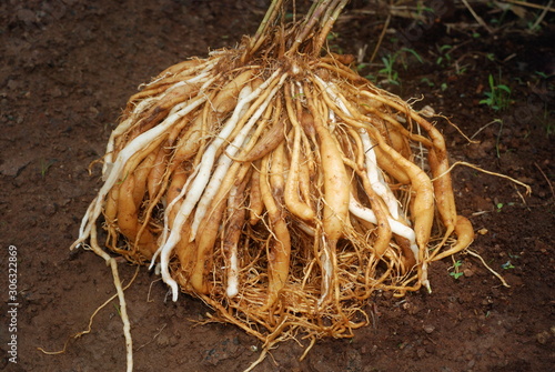 Fasciculated roots of Asparagus racemosus  called shatavari in Sanskrit. These roots are used medicinally as a tonic for improving strength and lactation. photo