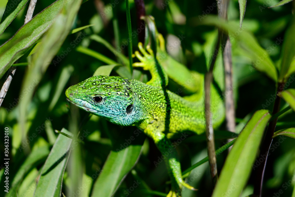 Fototapeta premium Portrait of a green lizard (Lacerta bilineata) in grass