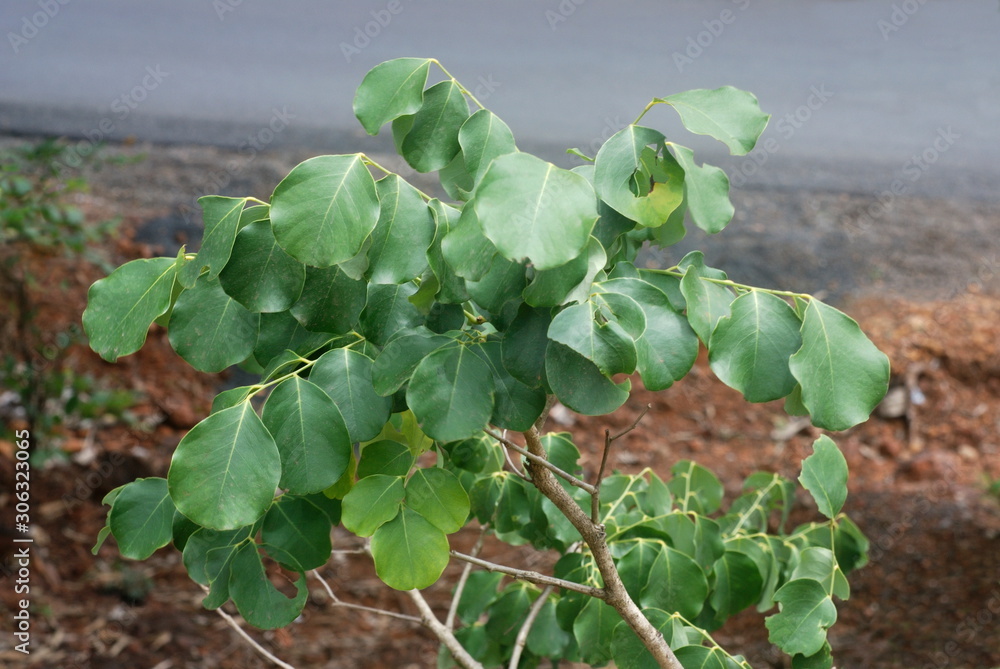 Eetti Tree The leaves of Dalbergia latifolia, Indian Rosewood. This deciduous tree ...