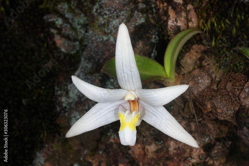 Flower of an epiphytic / lithophytic orchid Eria reticosa from the Western Ghats. The entire genus Eria along with the closely related genus Porpax are often referred to as button orchids.  photo