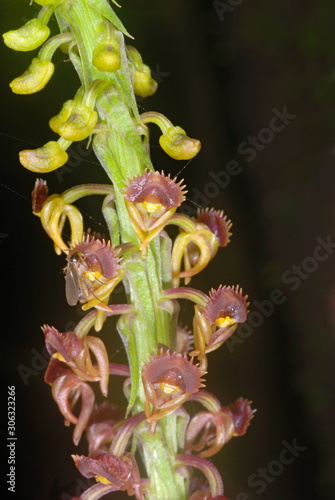 Flowers of a ground orchid from the evergreen forests of the Western Ghats. This orchid called Malaxis rheedii grows on shady laterite boulders photo