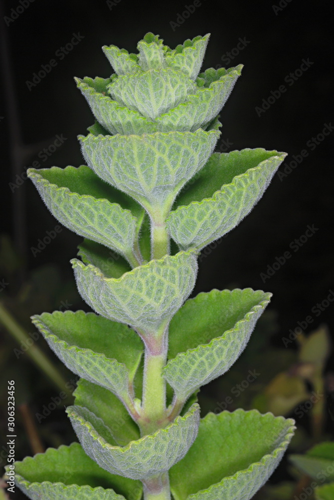 Plectranthus amboinicus. The leaves of this herb have a strong spicy smell when rubbed or crushed. Plectranthus amboinicus. The leaves of this herb have a strong spicy smell when rubbed or crushed.