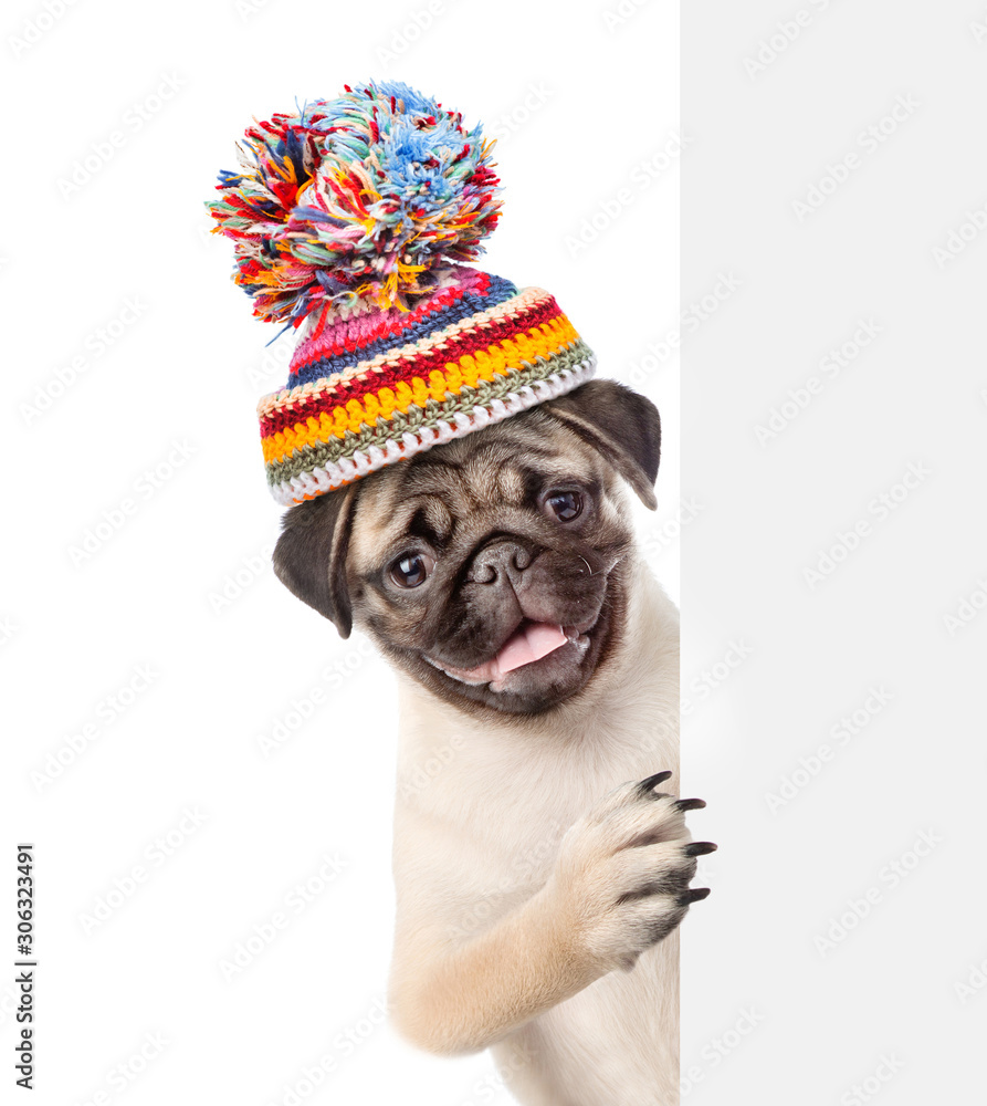 Pug puppy wearing a warm hat looks behind empty board. isolated on white background