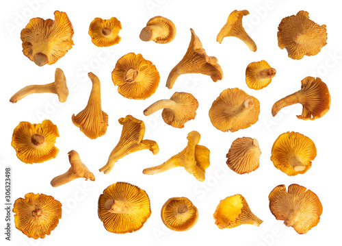 Chanterelle mushrooms collecton of isolated mushrooms on white background. A set of eatable mushrooms