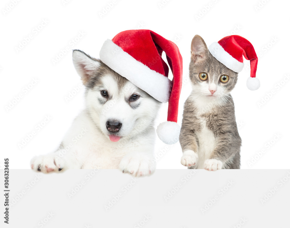 Cat and dog wearing a red christmas hats above empty white banner. Empty space for text. Isolated on white background Cat and dog wearing a red christmas hats above empty white banner. Empty space for text. Isolated on white background