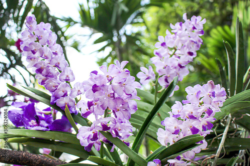 Photos Inflorescence of orchid purple petal vanda with water drops blooming in natural