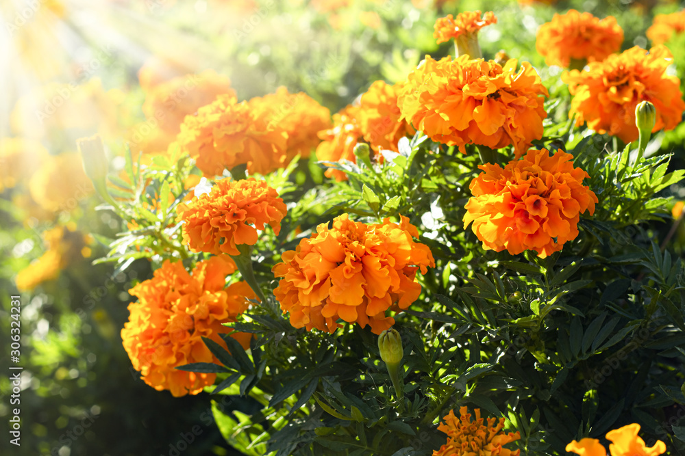 Sunlit marigold orange flowers in the flowerbed.