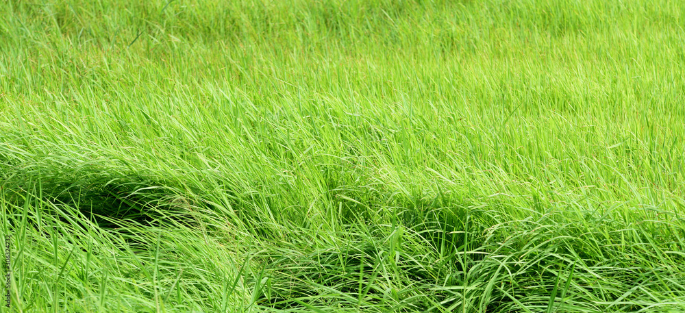 Green rice field taken on a sunny day Green rice field taken on a sunny day