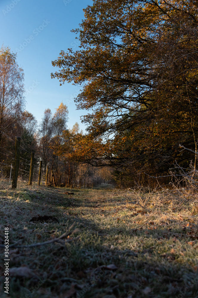 Fototapeta premium Mit Raureif überzogener Wanderweg im Naturschutzgebie Höltigbaum