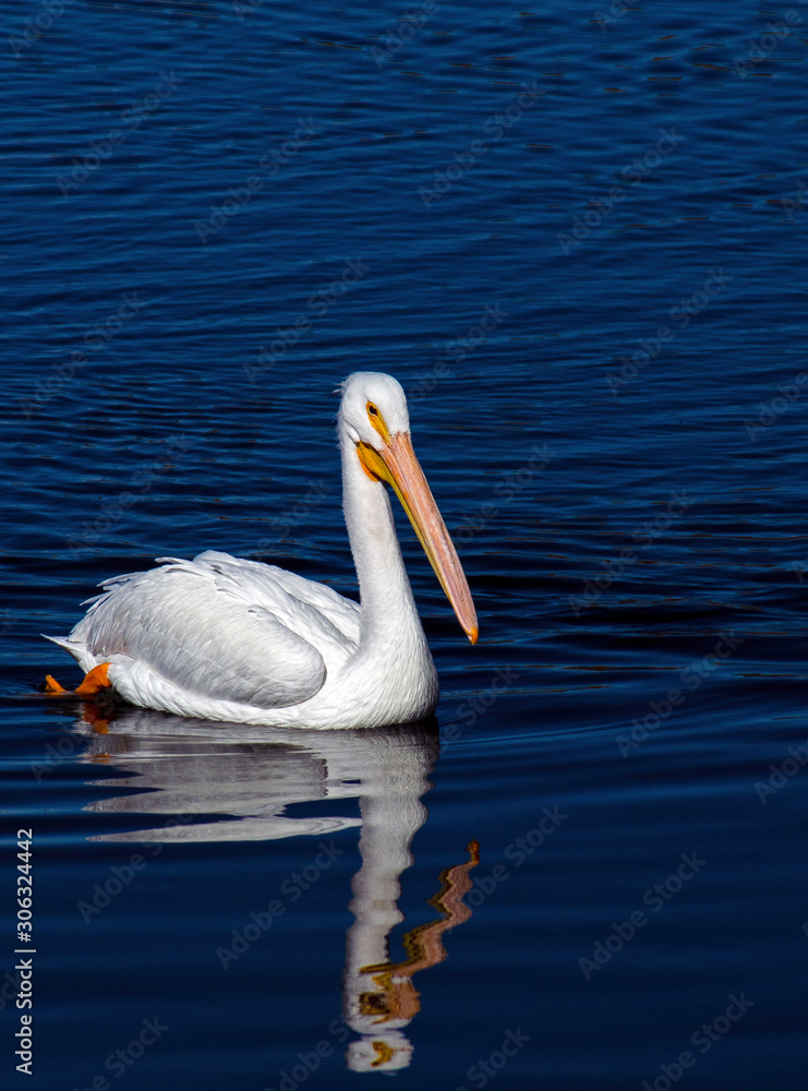 American White Pelican Photographed in Colorado American White Pelican Photographed in Colorado