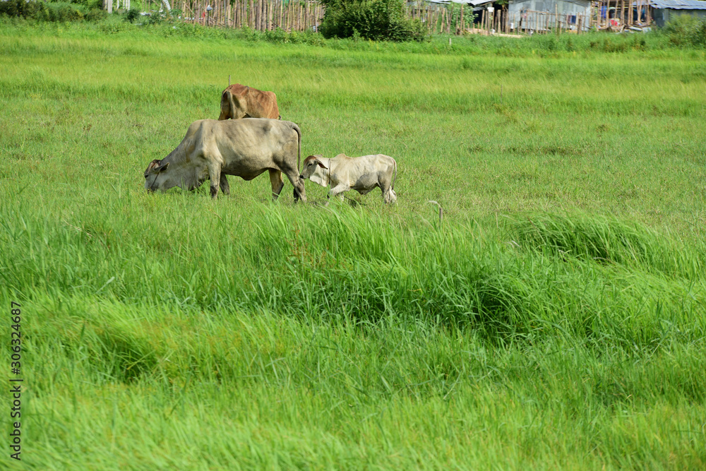 Fototapeta premium Cow on the green field