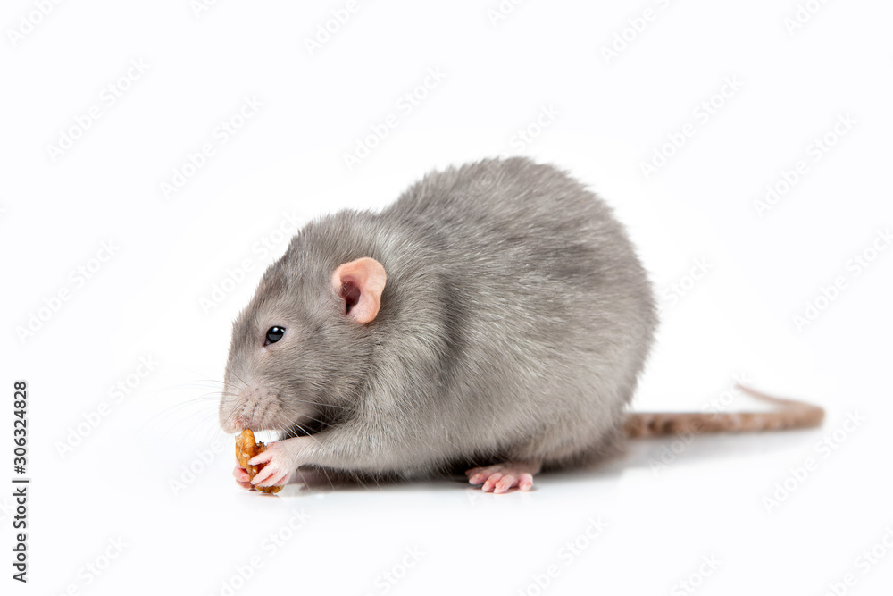 Decorative rat Dumbo on a white isolated background eats a nut. Close-up. 2020 year of the rat. Decorative rat Dumbo on a white isolated background eats a nut. Close-up. 2020 year of the rat.