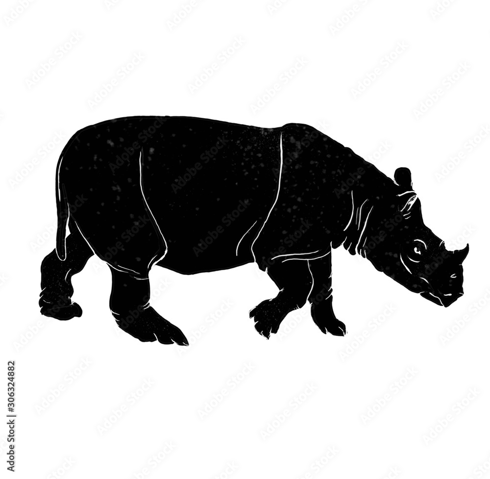 Fototapeta premium Bornean Rhino (Dicerorhinus sumatrensis harrissoni) isolated on white background