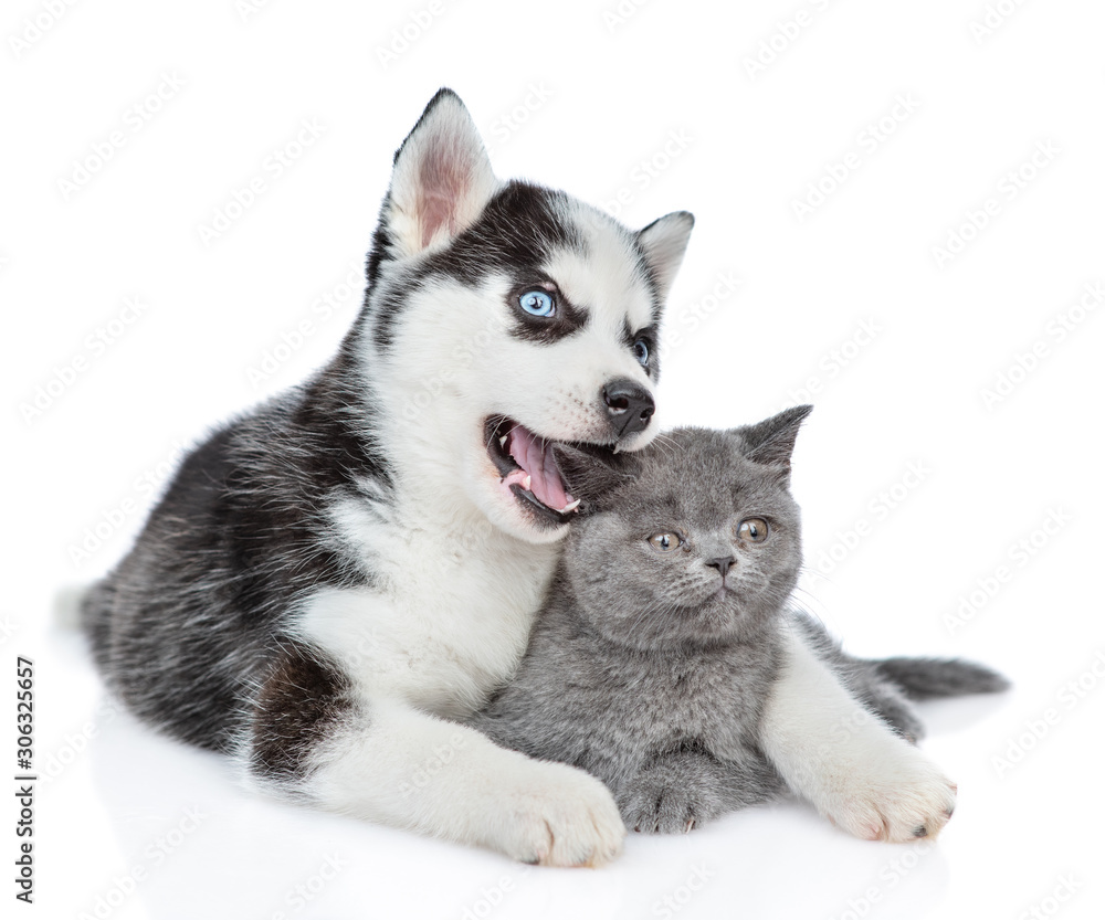 Friendly Siberian Husky puppy hugs kitten and chews her ear. isolated on white background Friendly Siberian Husky puppy hugs kitten and chews her ear. isolated on white background