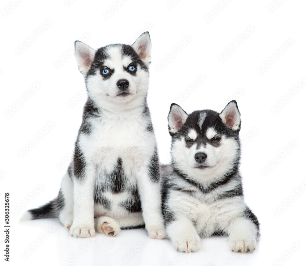 Siberian Husky puppies sit in front view and look at camera. isolated on white background