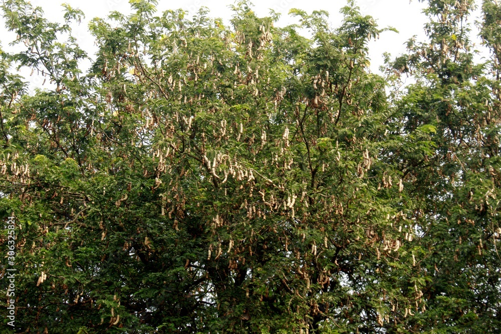 Tamarind tree Tamarind pod.