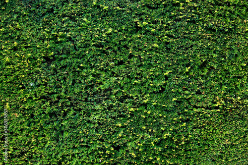Taxus baccata freshly cut evergreen hedge background detailed texture