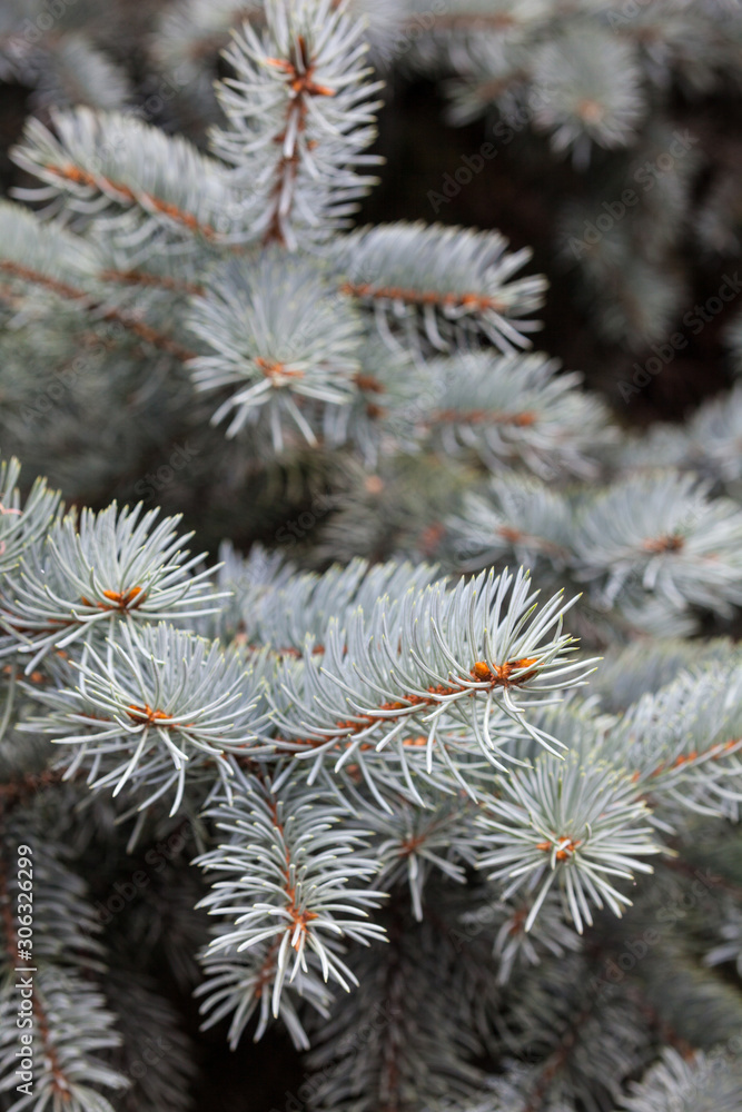 Branches of the Colorado blue spruce