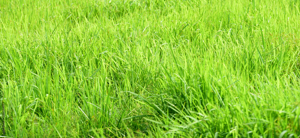Green grass background ,green field background Green grass background ,green field background
